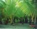 Las palmowy w pobliu ujcia rzeki Estrella